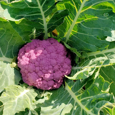 Cavolfiore-Violetto-Siciliano