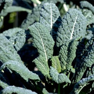 Cavolo Nero