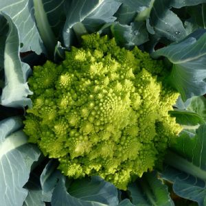 broccolo-romanesco