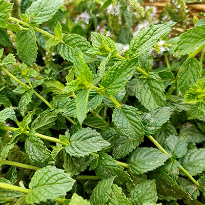 Menta Spicata