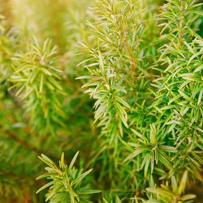Rosmarino Officinalis