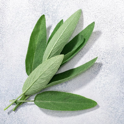Salvia Officinalis