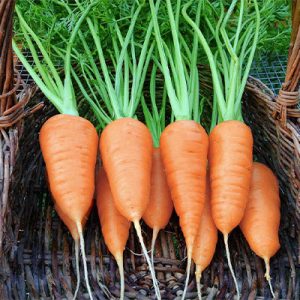 Carota Chantenay