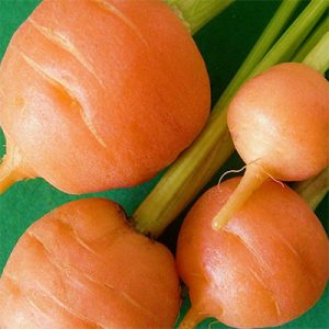 Carota Mercato di Parigi