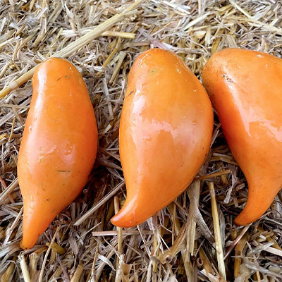 Pomodoro Burattino