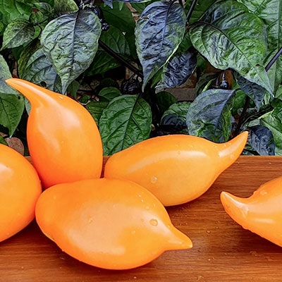 Pomodoro Burattino
