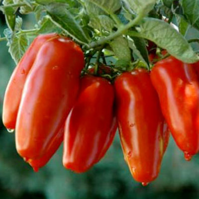 Pomodoro san Marzano