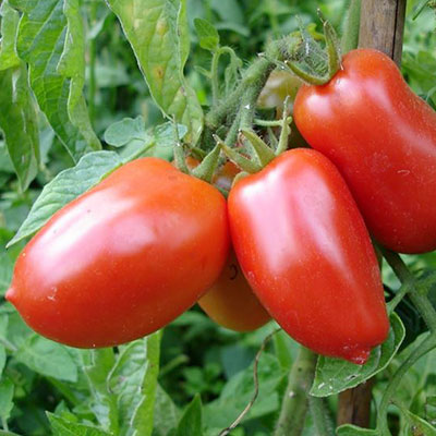 Pomodoro san Marzano