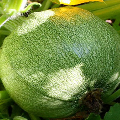 Zucchino tondo di Nizza