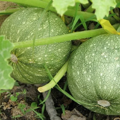 Zucchino tondo di Nizza