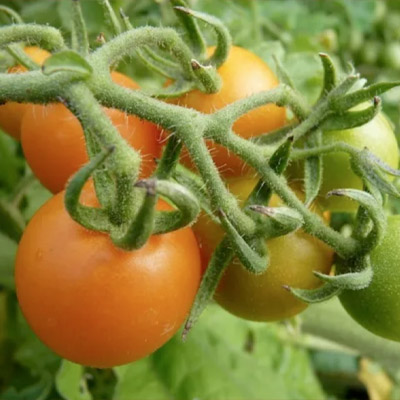 Pomodorino delle Galapagos