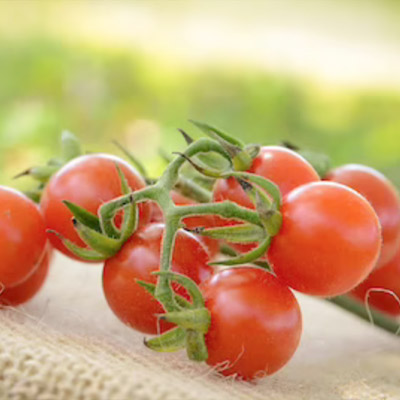 Pomodorino Selvatico