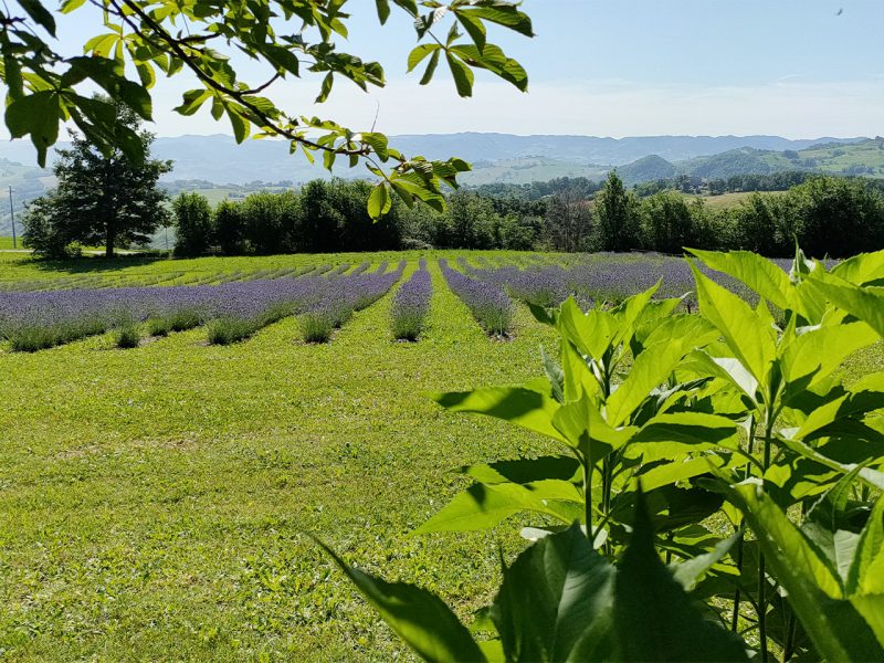 Idrolato di Lavanda Vera - immagine 5