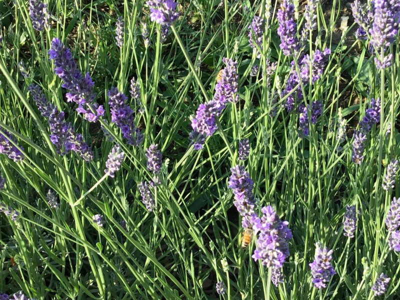 Olio Essenziale di Lavanda - immagine 5