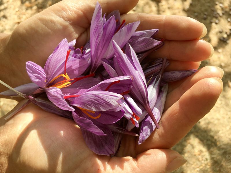 Tisana </br> Fiori Zafferano e Salvia - immagine 7