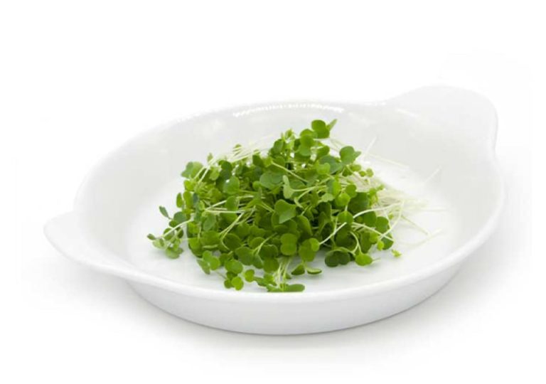 Rucola coltivata Matisse