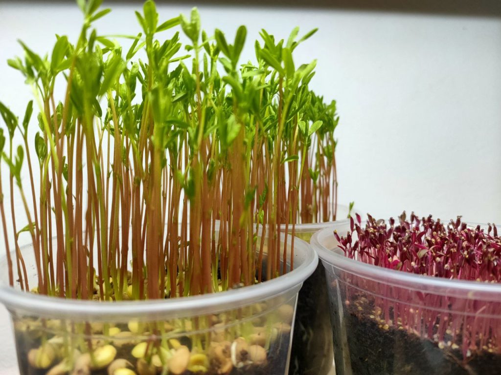 microgreens