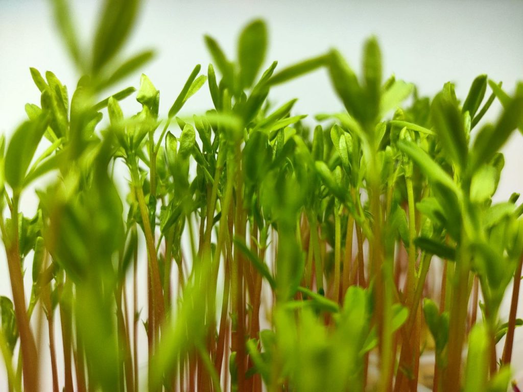 microgreens