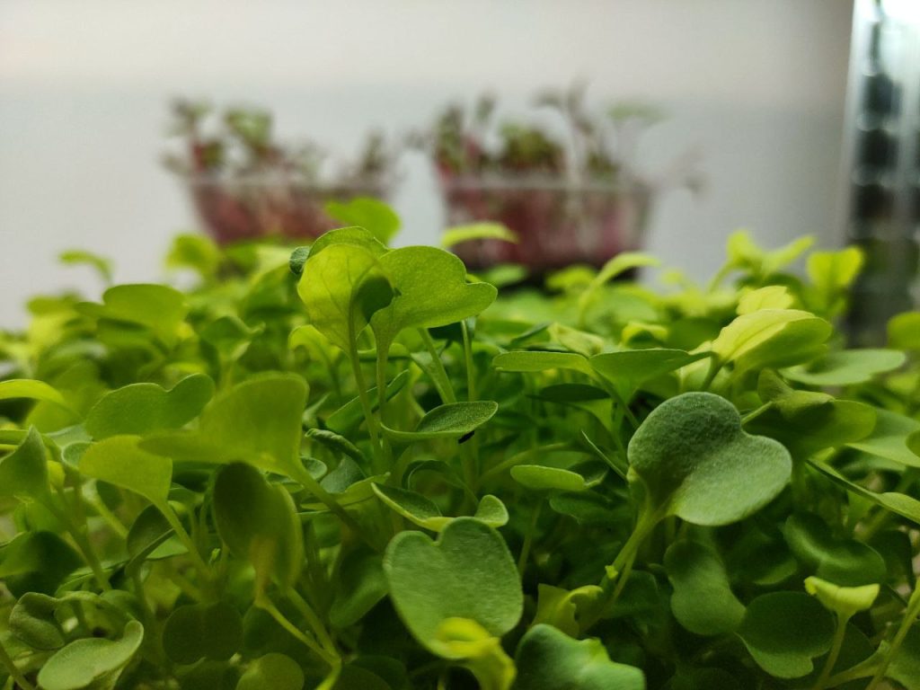 microgreens