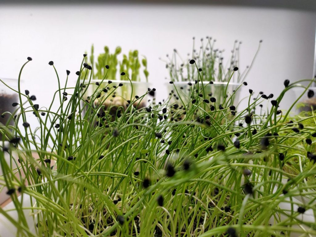 microgreens