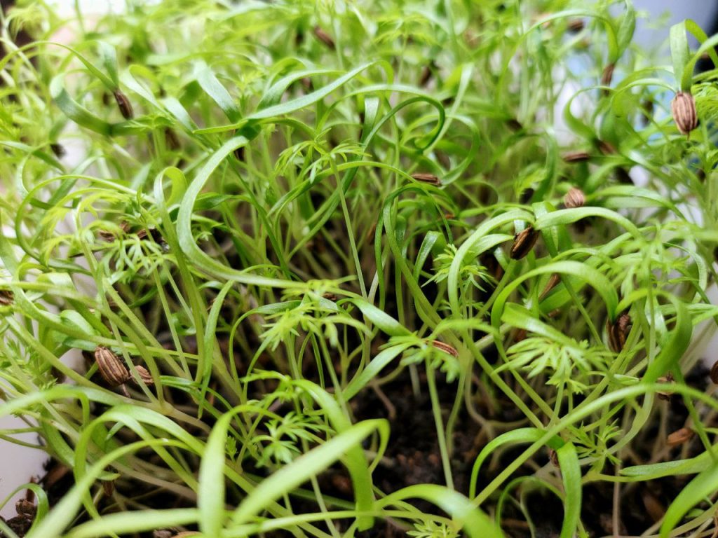 microgreens