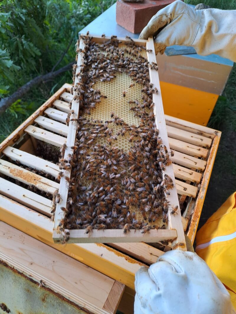 Cena a base di Miele -12 luglio 2025 - immagine 6