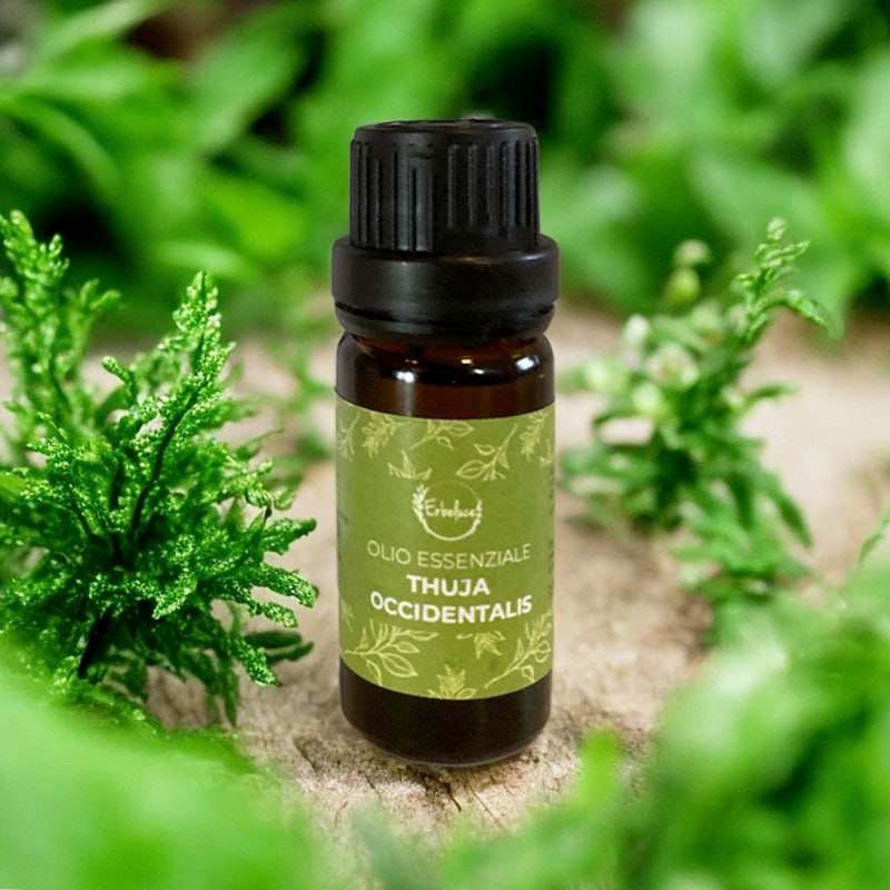 Olio_Essenziale_Thuja occidentalis