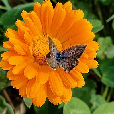 Calendula Officinalis